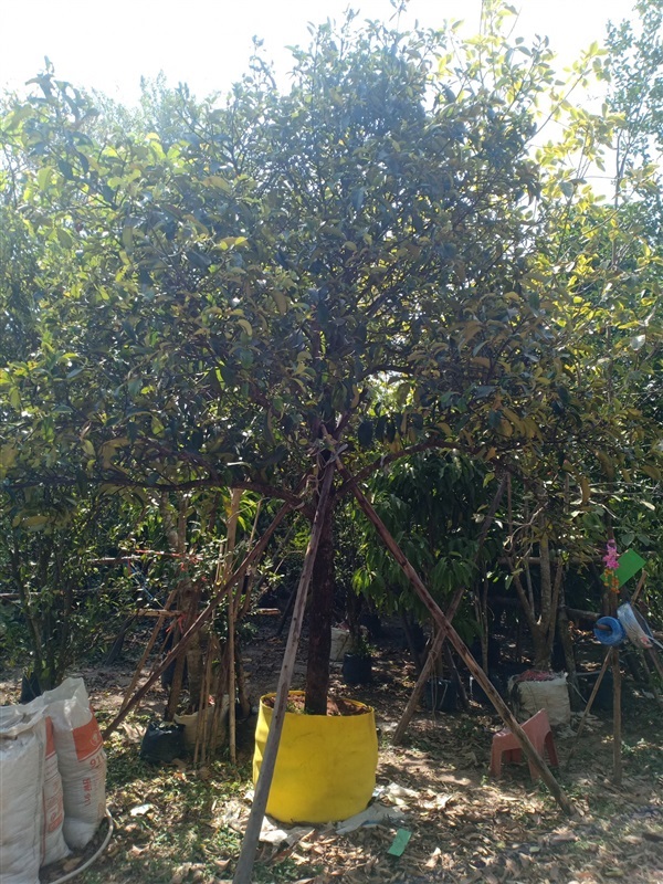 ต้นมังคุด | ร้านขายต้นไม้ดงบังปราจีนราคาถูก - เมืองปราจีนบุรี ปราจีนบุรี