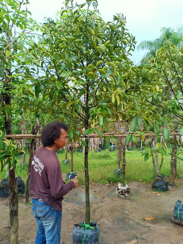 ต้นมังคุด | ร้านขายต้นไม้ดงบังปราจีนราคาถูก - เมืองปราจีนบุรี ปราจีนบุรี