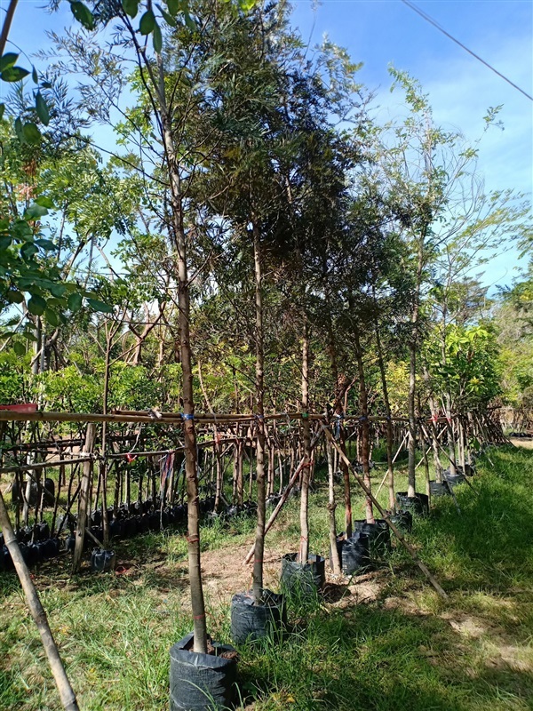ต้นซิลเวอร์โอ๊ค | ร้านขายต้นไม้ดงบังปราจีนราคาถูก - เมืองปราจีนบุรี ปราจีนบุรี