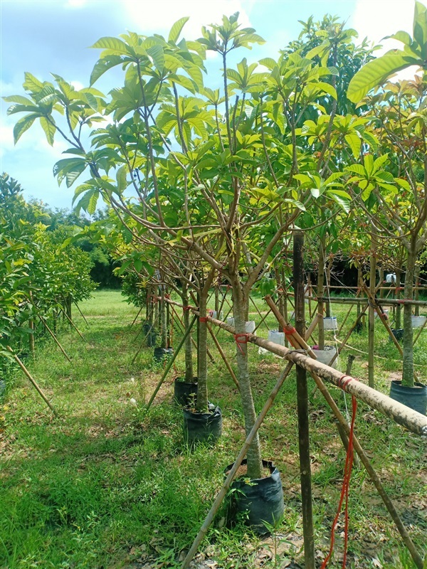 ต้นจิกมุจลินทร์ | ร้านขายต้นไม้ดงบังปราจีนราคาถูก - เมืองปราจีนบุรี ปราจีนบุรี