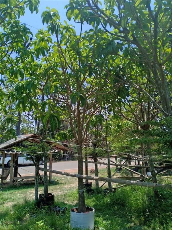 ต้นจิกมุจลินทร์ | ร้านขายต้นไม้ดงบังปราจีนราคาถูก - เมืองปราจีนบุรี ปราจีนบุรี