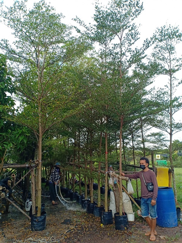 ต้นหูกระจง | ร้านขายต้นไม้ดงบังปราจีนราคาถูก - เมืองปราจีนบุรี ปราจีนบุรี