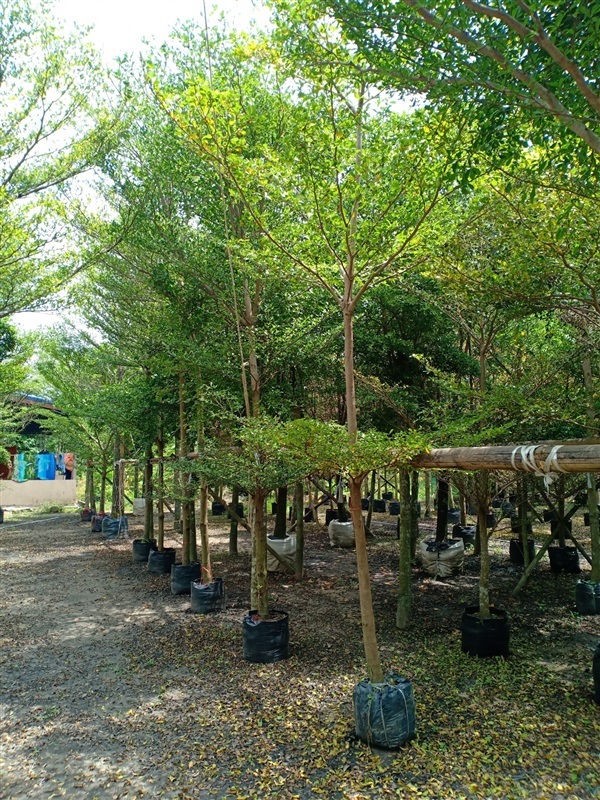 ต้นหูกระจง | ร้านขายต้นไม้ดงบังปราจีนราคาถูก - เมืองปราจีนบุรี ปราจีนบุรี