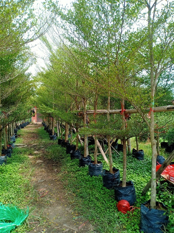 ต้นหูกระจง | ร้านขายต้นไม้ดงบังปราจีนราคาถูก - เมืองปราจีนบุรี ปราจีนบุรี