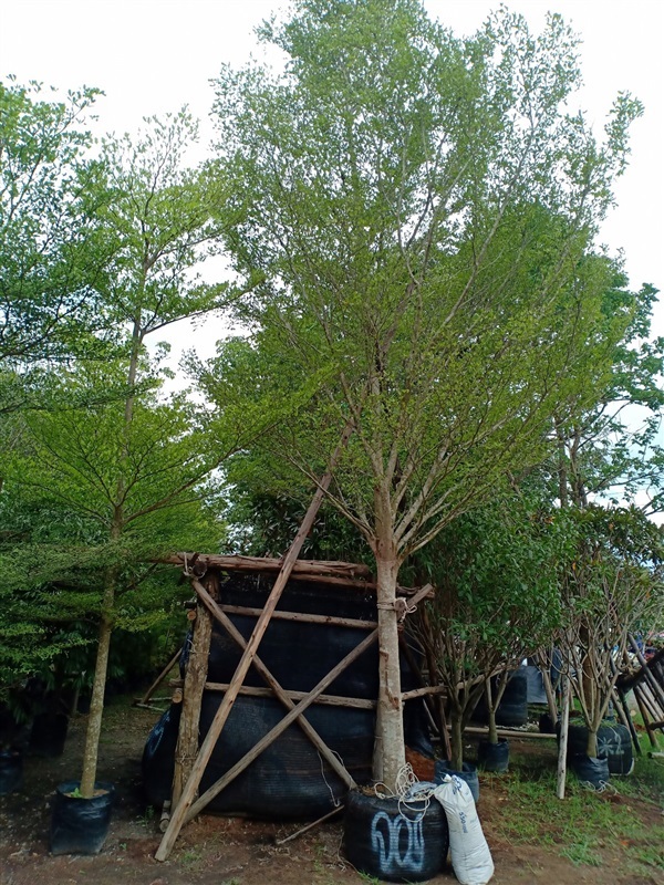 ต้นหูกระจง | ร้านขายต้นไม้ดงบังปราจีนราคาถูก - เมืองปราจีนบุรี ปราจีนบุรี