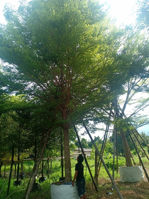 ต้นหูกระจง | ร้านขายต้นไม้ดงบังปราจีนราคาถูก - เมืองปราจีนบุรี ปราจีนบุรี