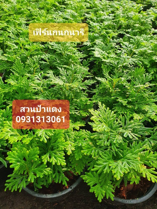 เฟิร์นกนกนารี สวนป้าแตงคลอง 15 | สวนป้าแตง คลอง 15 -  นครนายก