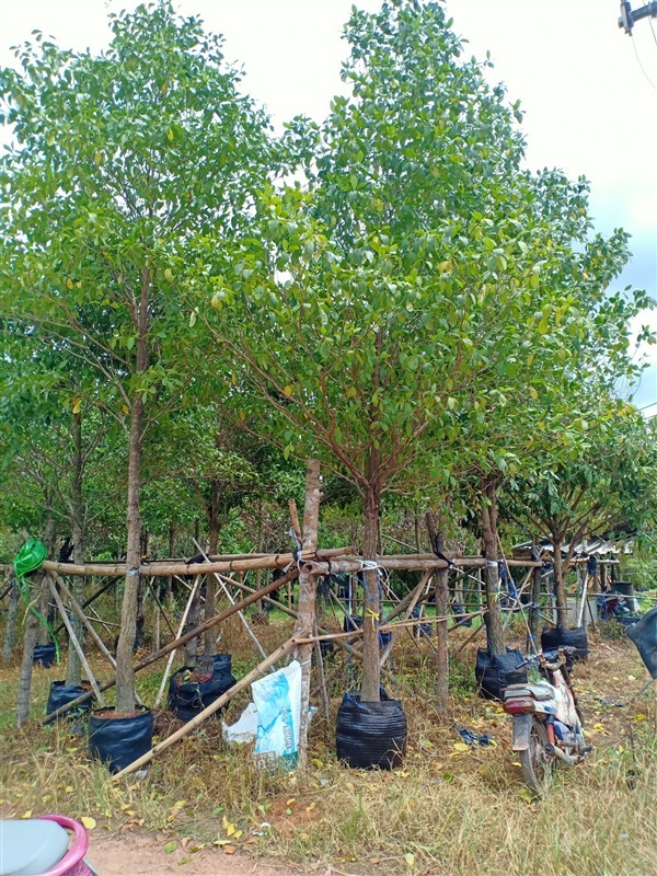 ต้นกันเกรา | ร้านขายต้นไม้ดงบังปราจีนราคาถูก - เมืองปราจีนบุรี ปราจีนบุรี