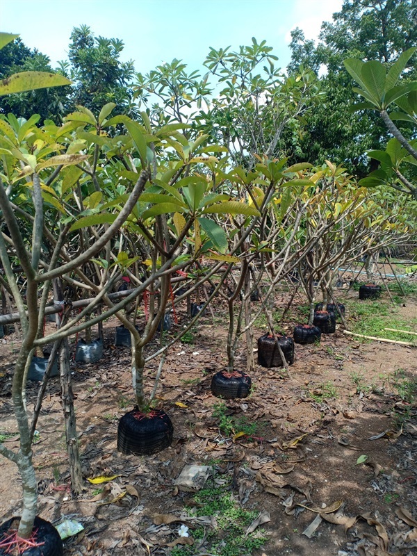 ต้นลีลาวดี | ร้านขายต้นไม้ดงบังปราจีนราคาถูก - เมืองปราจีนบุรี ปราจีนบุรี