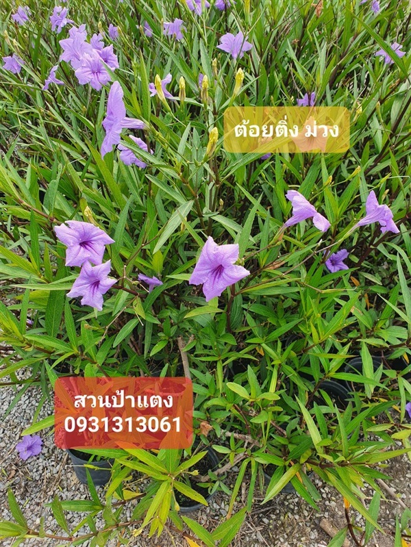 ต้นต้อยติ่งม่วง สวนป้าคลอง 15 | สวนป้าแตง คลอง 15 -  นครนายก