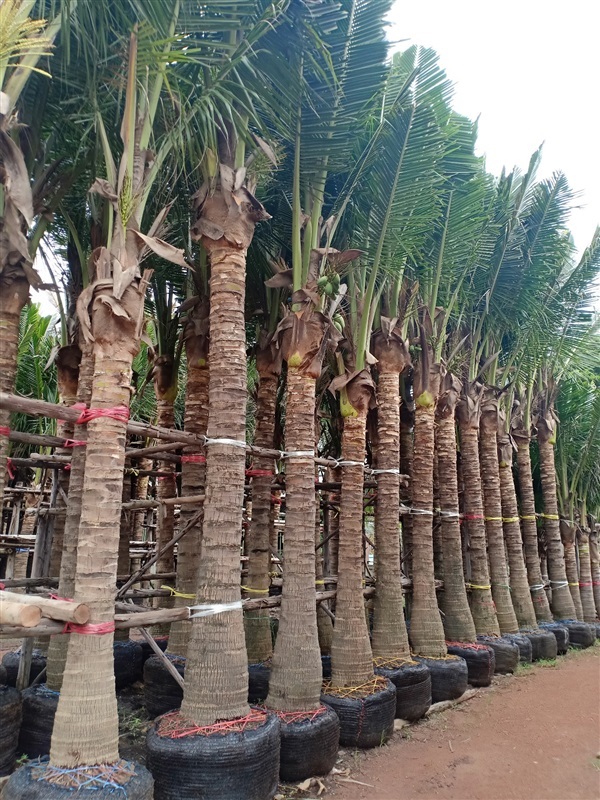 ต้นมะพร้าว | ร้านขายต้นไม้ดงบังปราจีนราคาถูก - เมืองปราจีนบุรี ปราจีนบุรี