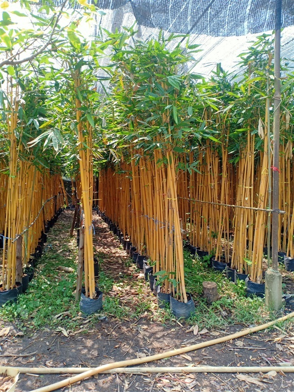 ไผ่สีทอง | ร้านขายต้นไม้ดงบังปราจีนราคาถูก - เมืองปราจีนบุรี ปราจีนบุรี