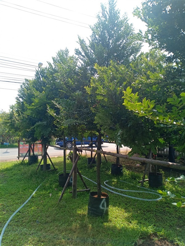 ต้นล่ำซำ | ร้านขายต้นไม้ดงบังปราจีนราคาถูก - เมืองปราจีนบุรี ปราจีนบุรี