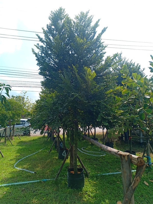 ต้นล่ำซำ | ร้านขายต้นไม้ดงบังปราจีนราคาถูก - เมืองปราจีนบุรี ปราจีนบุรี