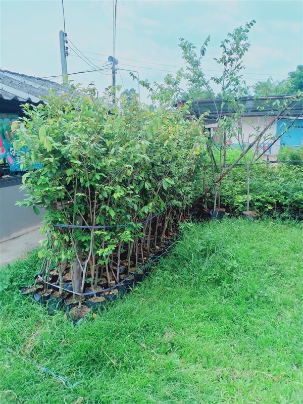 ต้นรวงผึ้ง | ร้านขายต้นไม้ดงบังปราจีนราคาถูก - เมืองปราจีนบุรี ปราจีนบุรี