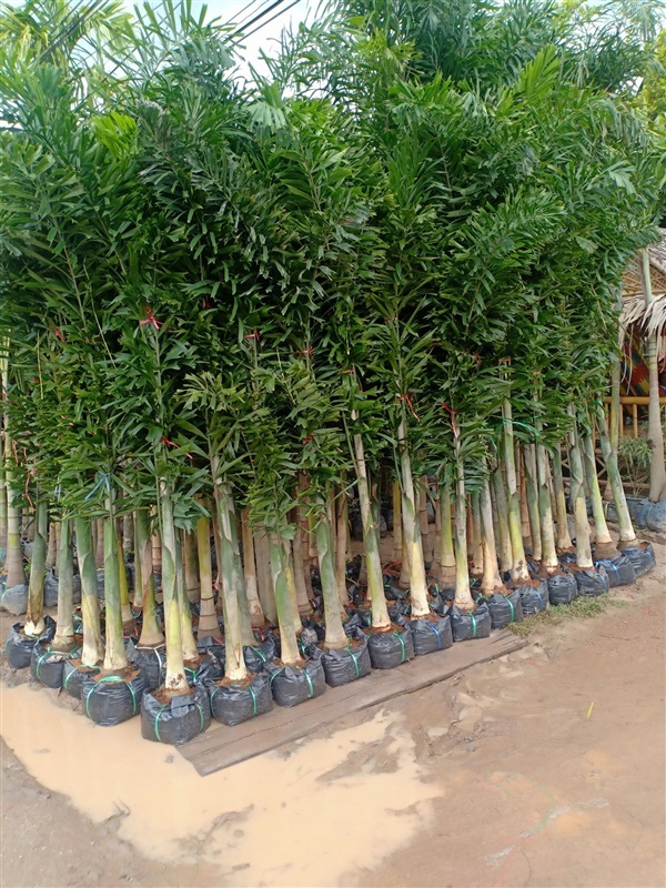 ต้นฟอกเทลหางกระรอก | ร้านขายต้นไม้ดงบังปราจีนราคาถูก - เมืองปราจีนบุรี ปราจีนบุรี