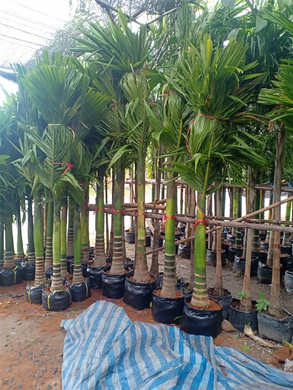 ต้นหมากสง | ร้านขายต้นไม้ดงบังปราจีนราคาถูก - เมืองปราจีนบุรี ปราจีนบุรี