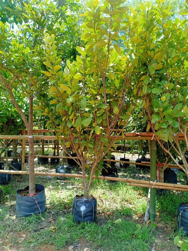 ต้นแก้วมุกดา | ร้านขายต้นไม้ดงบังปราจีนราคาถูก - เมืองปราจีนบุรี ปราจีนบุรี
