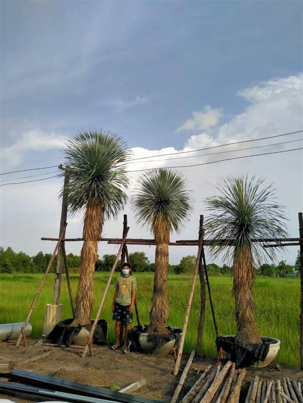 ยุคค่า (Yucca) | สวนบุญชูใจ -  นครนายก