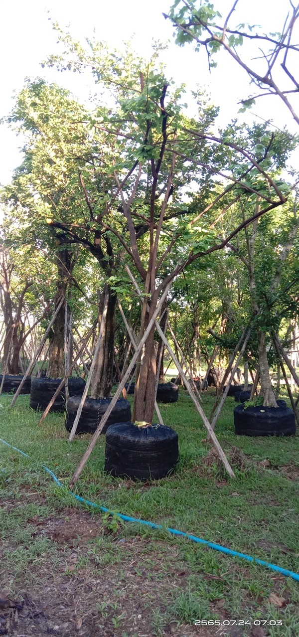 ต้มเสี้ยว | บุษกร พันธุ์ไม้ - สระบุรี