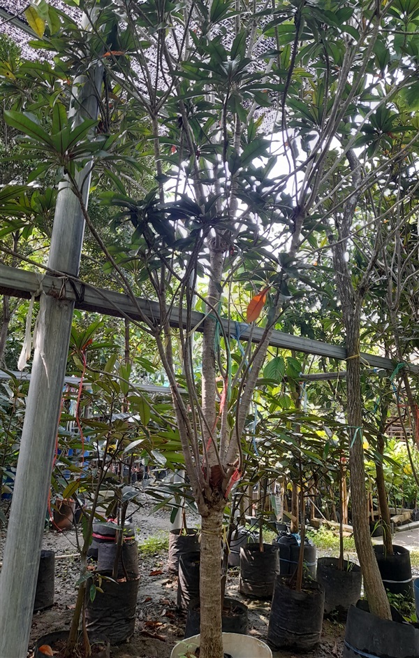 ตีนเป็ดแดง | บุญช่วย  พันธุ์ไม้ - สามโคก ปทุมธานี