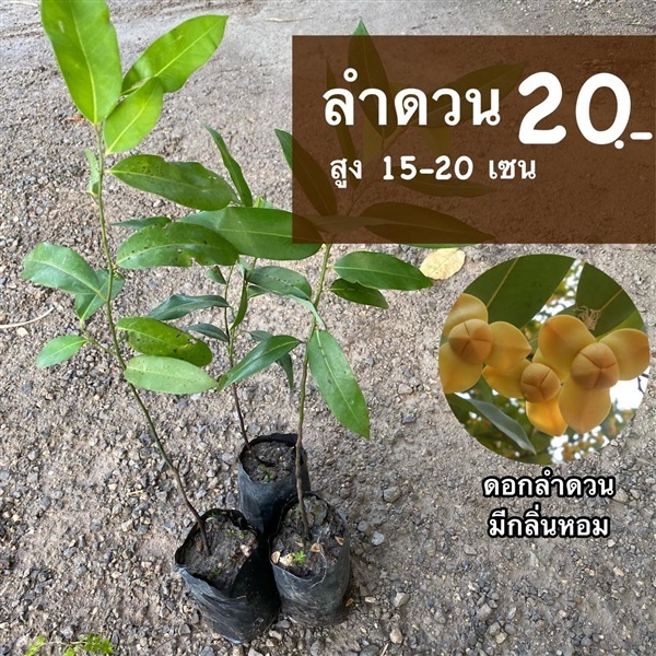 ลำดวน