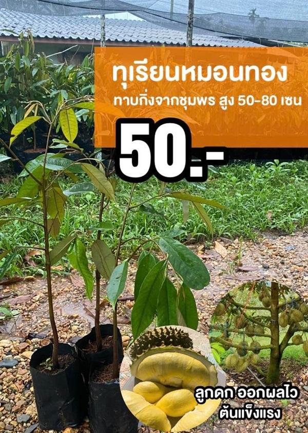 ต้นทุเรียนหมอนทอง สูง 50-80 เซน | มนตรี สวนป่าไม้เศรษฐกิจ - โพธาราม ราชบุรี