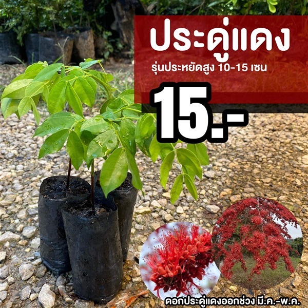 ประดู่เเดง สูง 10-15เซน