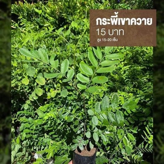 กระพี้เขาควาย สูง 15-20 เซ็น | มนตรี สวนป่าไม้เศรษฐกิจ - โพธาราม ราชบุรี