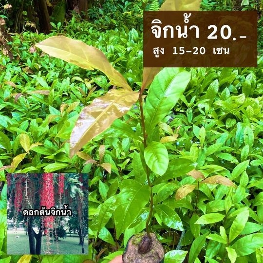 จิกน้ำ สูง 15-20 เซ็น | มนตรี สวนป่าไม้เศรษฐกิจ - โพธาราม ราชบุรี