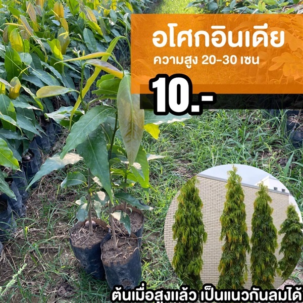 ต้นอโศกอินเดีย สูง 20-30 เซน | มนตรี สวนป่าไม้เศรษฐกิจ - โพธาราม ราชบุรี