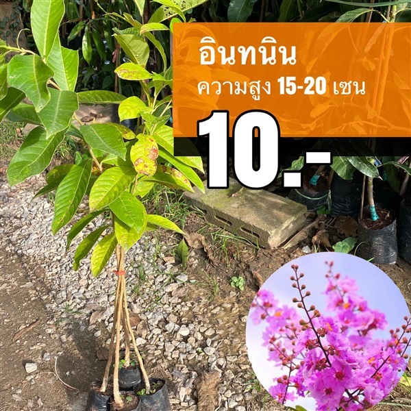 อินทนิล สูง 15-20 เซน | มนตรี สวนป่าไม้เศรษฐกิจ - โพธาราม ราชบุรี