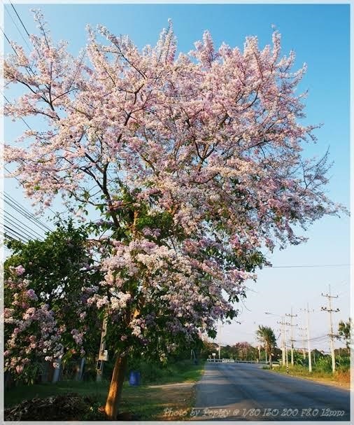 ต้นชมพูพันธุ์ทิพย์ สูง 20-30 เซน | มนตรี สวนป่าไม้เศรษฐกิจ - โพธาราม ราชบุรี