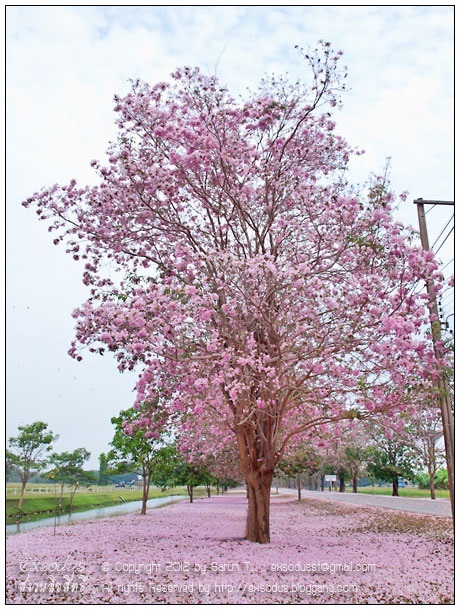 ต้นกัลปพฤกษ์ สูง 50-80 เซนติเมตร | มนตรี สวนป่าไม้เศรษฐกิจ - โพธาราม ราชบุรี