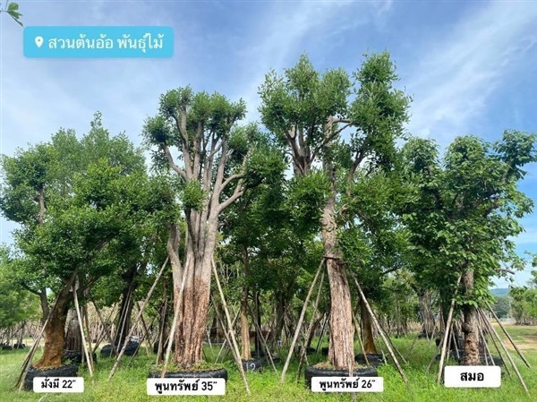 ต้นพูนทรัพย์ 24”26”30”35” | สวนต้นอ้อ พันธุ์ไม้ - แก่งคอย สระบุรี