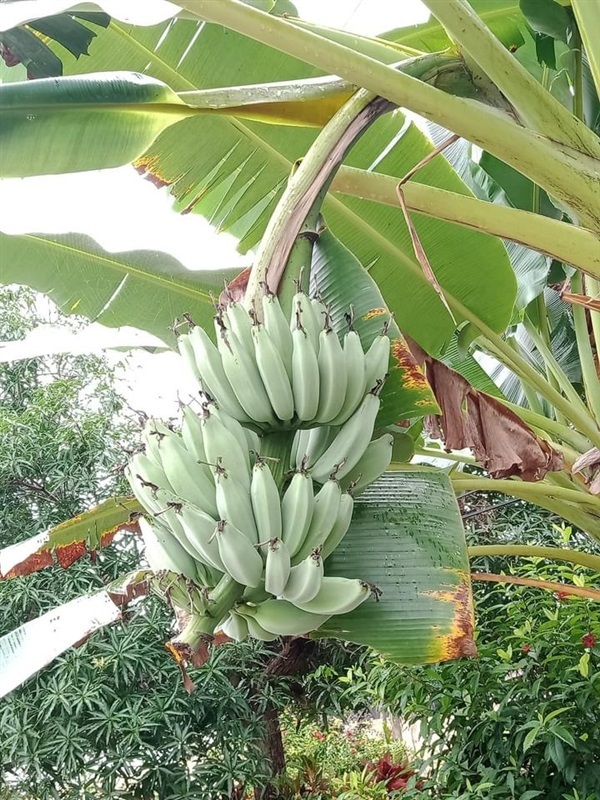 หน่อกล้วยหักมุก  | สมพงศ์ฟาร์ม - เมืองตรัง ตรัง