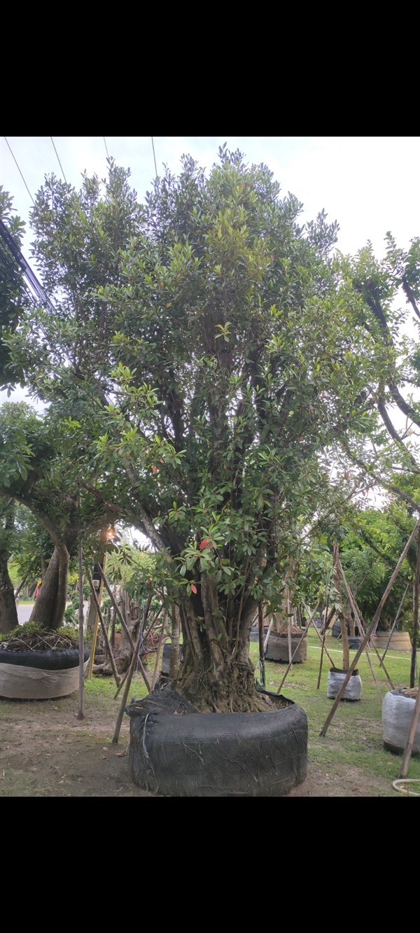 ขายต้นมะกอกน้ำ | ทิวาพันธุ์ไม้ -  ปราจีนบุรี