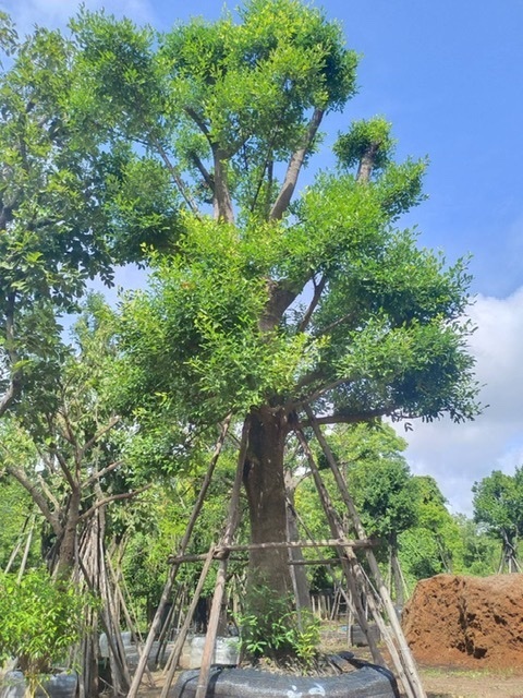 ต้นมั่งมี | สวนพี&เอ็มเจริญทรัพย์พันธ์ุไม้ - แก่งคอย สระบุรี