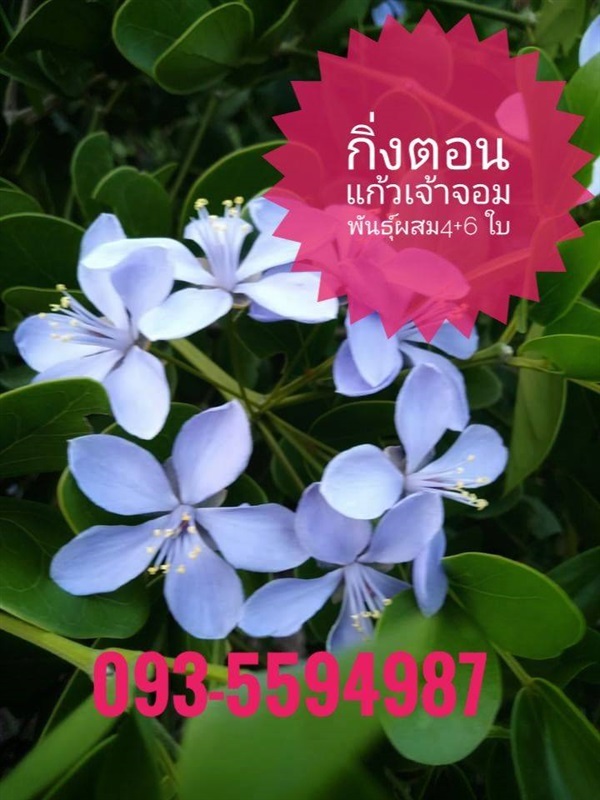 ต้นแก้วเจ้าจอมพันธุ์ผสม 10 ใบ | ครูต่ายเพาะพันธุ์กล้าไม้ อยุธยา - พระนครศรีอยุธยา พระนครศรีอยุธยา