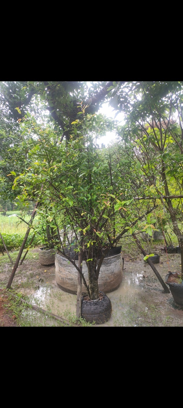 ต้นมะดัน | ทิวาพันธุ์ไม้ -  ปราจีนบุรี