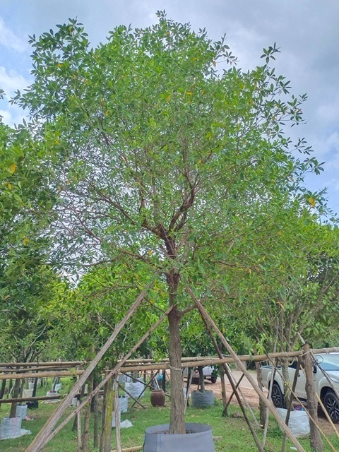 ต้นกันเกรา | สวนพี&เอ็มเจริญทรัพย์พันธ์ุไม้ - แก่งคอย สระบุรี