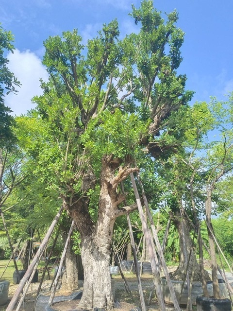 ต้นหว้าแม่น้ำ | สวนพี&เอ็มเจริญทรัพย์พันธ์ุไม้ - แก่งคอย สระบุรี