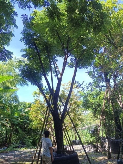ต้นจามจุรี | สวนพี&เอ็มเจริญทรัพย์พันธ์ุไม้ - แก่งคอย สระบุรี