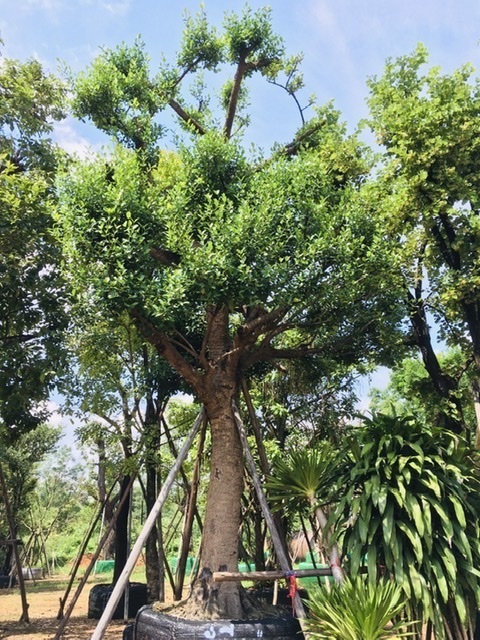 ต้นมั่งมี | สวนพี&เอ็มเจริญทรัพย์พันธ์ุไม้ - แก่งคอย สระบุรี