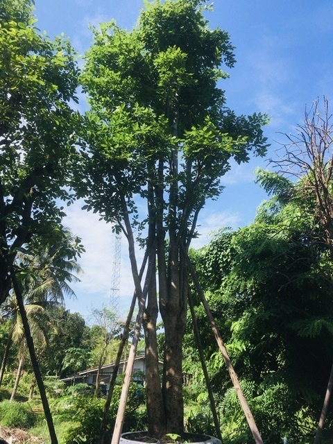 ต้นสาธร | สวนพี&เอ็มเจริญทรัพย์พันธ์ุไม้ - แก่งคอย สระบุรี