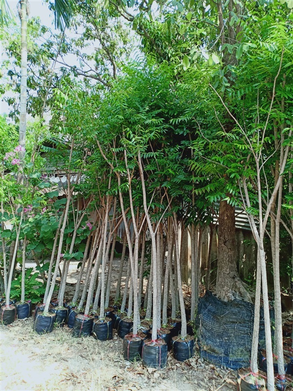 ต้นสะเดา | ร้านขายต้นไม้ดงบังปราจีนราคาถูก - เมืองปราจีนบุรี ปราจีนบุรี