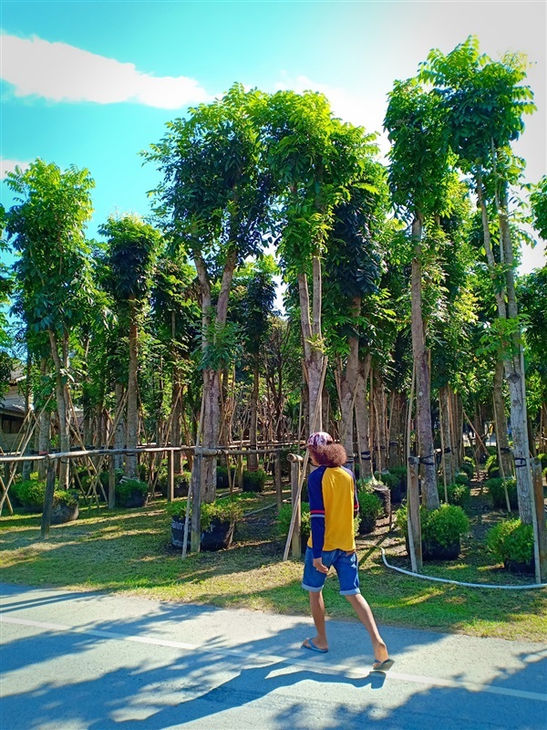 ต้นมะฮอกกานี | ร้านขายต้นไม้ดงบังปราจีนราคาถูก - เมืองปราจีนบุรี ปราจีนบุรี