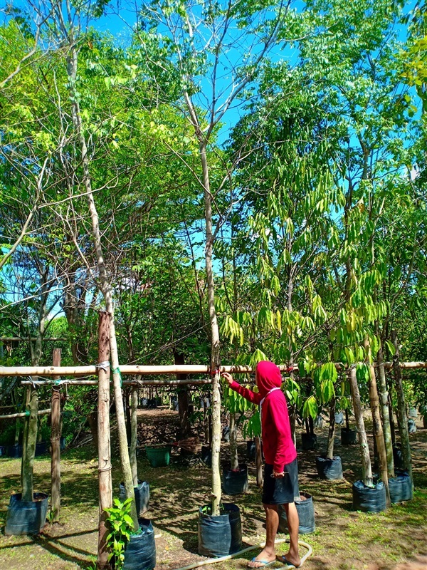 ต้นพยุง | ร้านขายต้นไม้ดงบังปราจีนราคาถูก - เมืองปราจีนบุรี ปราจีนบุรี