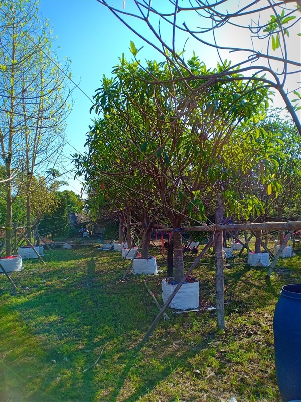 ต้นเป็ดน้ำ | ร้านขายต้นไม้ดงบังปราจีนราคาถูก - เมืองปราจีนบุรี ปราจีนบุรี