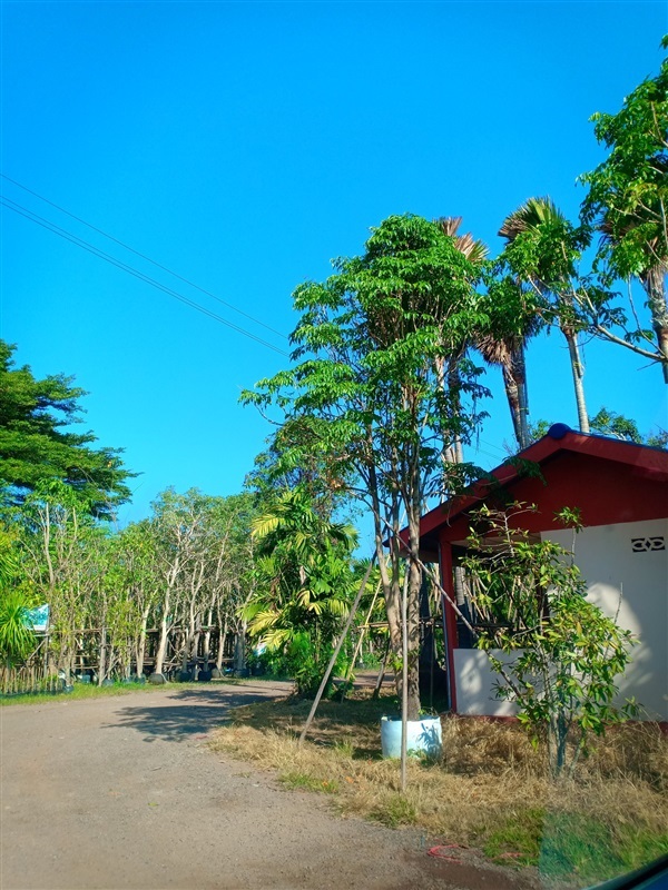 ต้นปีบทอง | ร้านขายต้นไม้ดงบังปราจีนราคาถูก - เมืองปราจีนบุรี ปราจีนบุรี